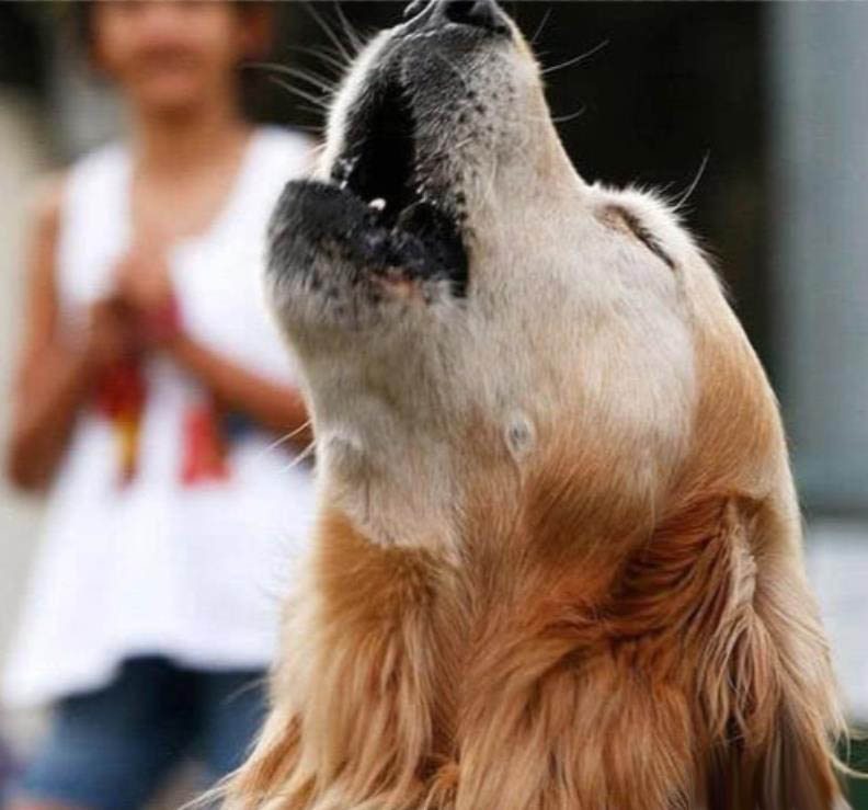 金毛猎犬-查理
